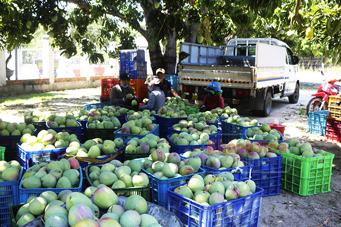 images5452401_san_luong_xoai_nam_nay_kha_lon