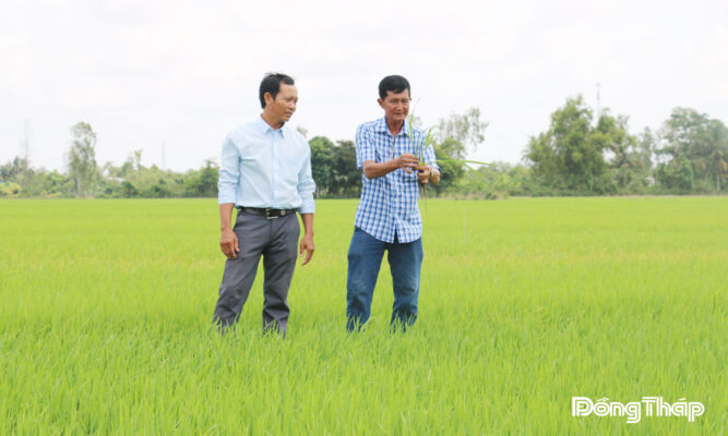 Ông Nguyễn Văn Đời (bìa phải) thường thăm đồng để nắm tình hình, hỗ trợ thành viên sản xuất lúa an toàn đáp ứng tốt nhu cầu thị trường.
